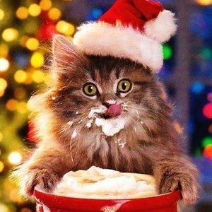 Meet your Posher, Vicky